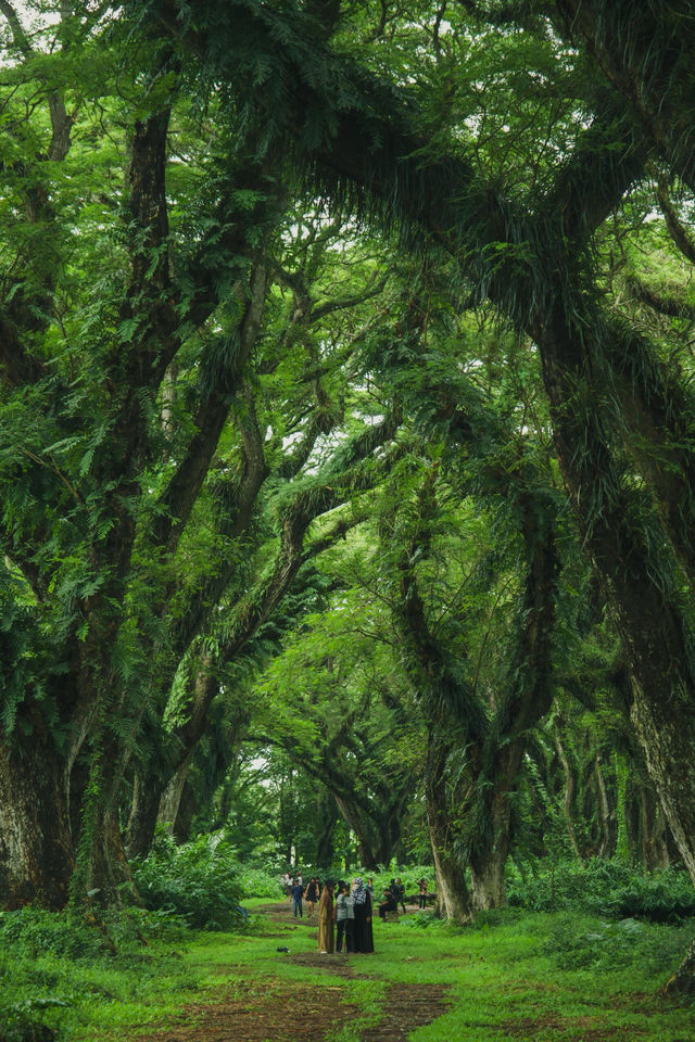 沒想到我拍到了現實版綠野仙蹤 沒想到我拍到了現實版綠野仙蹤