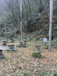 神農架 / 蜜蜂園