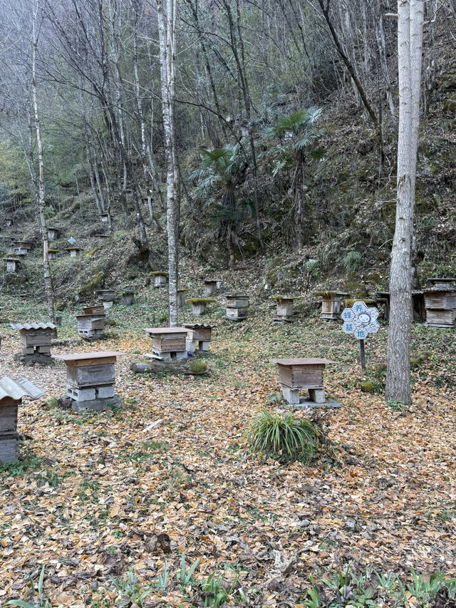 神農架 / 蜜蜂園 神農架 / 蜜蜂園