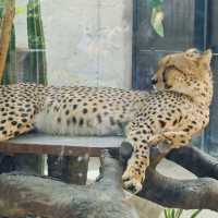 上海野生動物園免費衝！粉紅火烈鳥+大象互毆，值回折騰