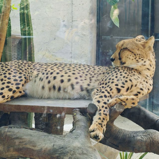 上海野生動物園免費衝！粉紅火烈鳥+大象互毆，值回折騰