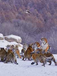 冬天去長白山-哈爾濱-漠河北極村絕了