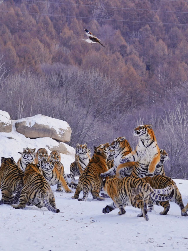 冬天去長白山-哈爾濱-漠河北極村絕了