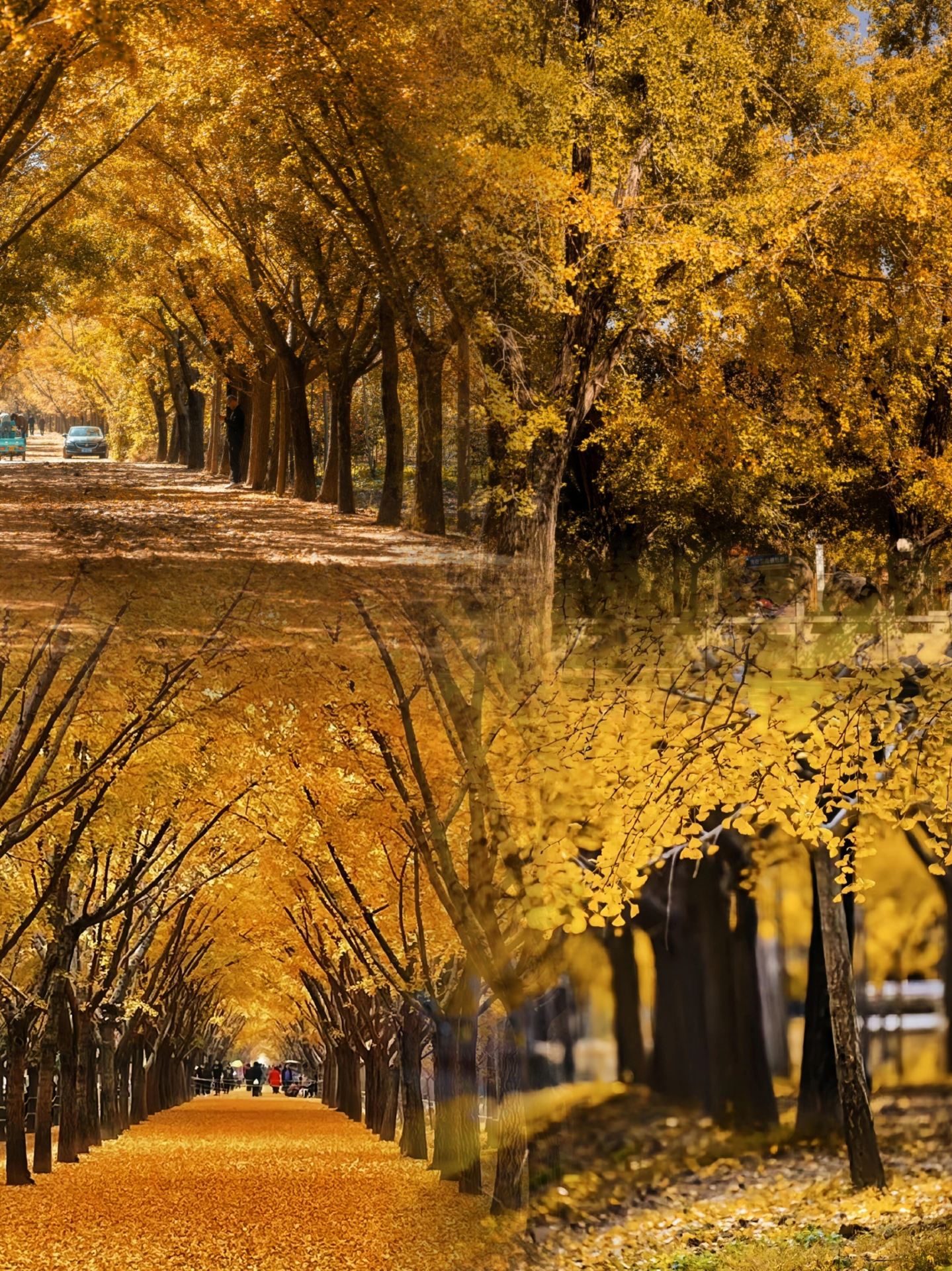 I finally understand why this place is called "China's Number One Ginkgo Village" 