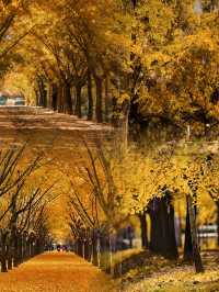 我終於理解了,為什麼這裡被稱為「中國第一銀杏村」