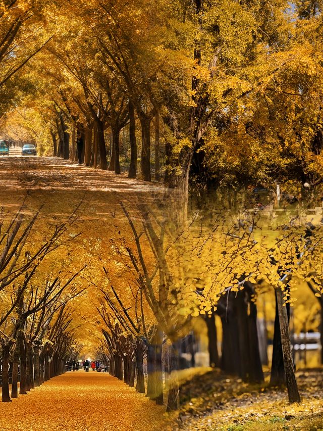 我終於理解了,為什麼這裡被稱為「中國第一銀杏村」 我終於理解了,為什麼這裡被稱為「中國第一銀杏村」