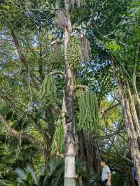 南寧南湖|闖入綠野仙蹤城市綠肺漫步指南! 必去理由 南寧人的後花園!城市中心的天然氧吧