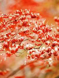 隱秘在魔都的秋日秘境！古漪園賞秋yyds