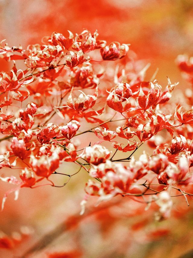 隱秘在魔都的秋日秘境！古漪園賞秋yyds