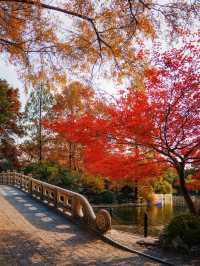 又是一年楓葉紅時魯迅公園賞楓攻略來啦！