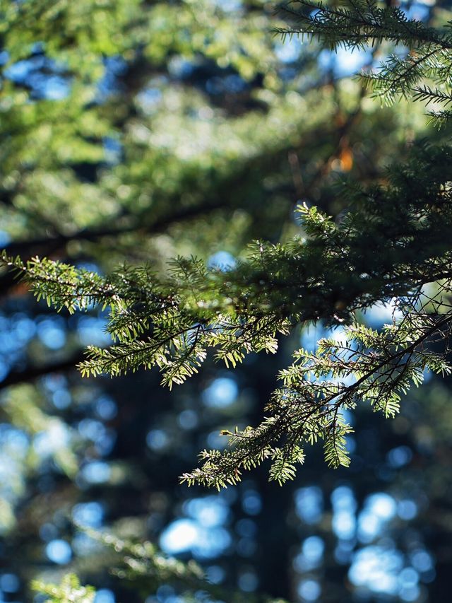 亞洲最大桌山瓦屋山雲海全攻略沒下雪也絕美 亞洲最大桌山瓦屋山雲海全攻略沒下雪也絕美