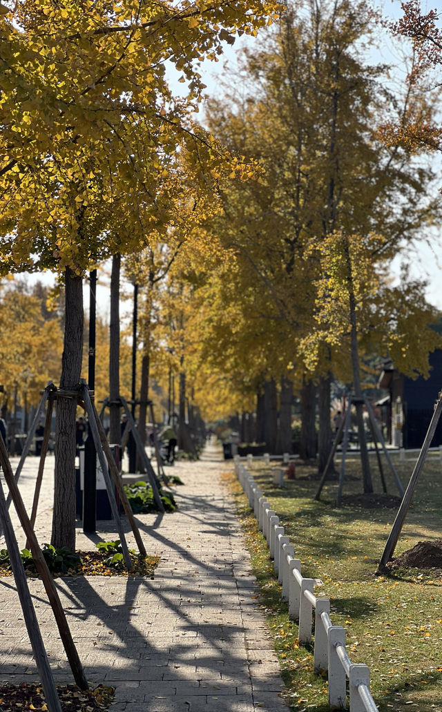 被銀杏包裹的初冬 被銀杏包裹的初冬