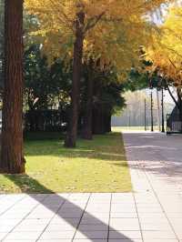 滬上初冬的鎏金秘境｜藏在靜安的小眾銀杏海絕了！