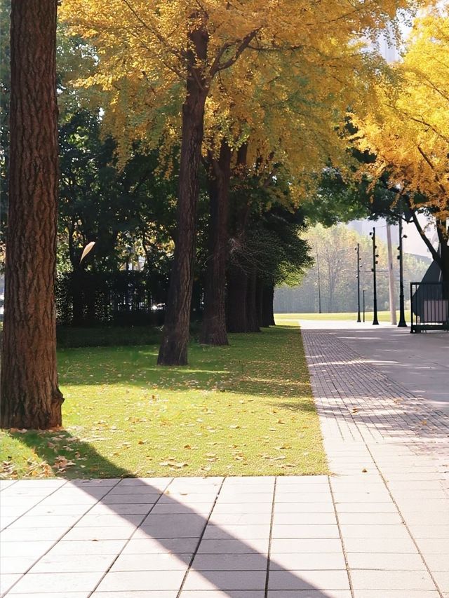 滬上初冬的鎏金秘境｜藏在靜安的小眾銀杏海絕了！