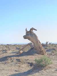 新疆伊吾胡楊秘境