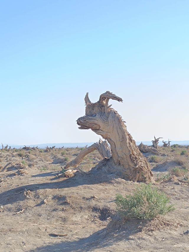新疆伊吾胡楊秘境