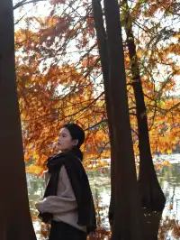 12.1明孝陵實況,落羽杉美到失語了