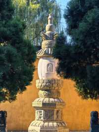 魔都銀杏秘境莊嚴寺500年古樹黃透啦!