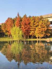 滬上秋色「杉」水畫,一半在水,一半在天