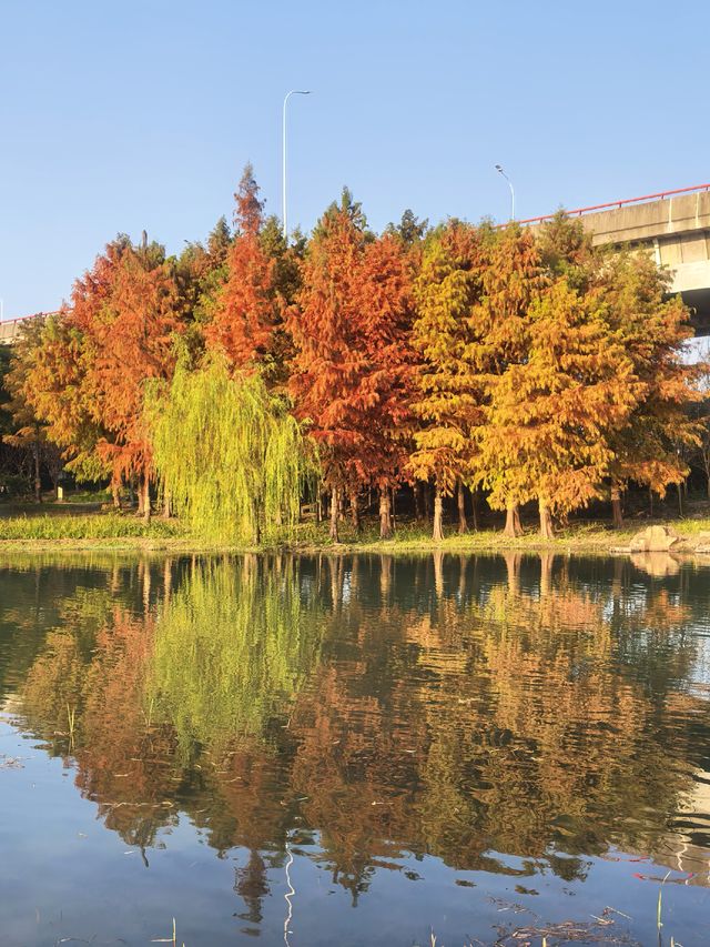 滬上秋色「杉」水畫,一半在水,一半在天 滬上秋色「杉」水畫,一半在水,一半在天