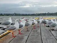 新西蘭北島值得二刷的羅托魯瓦