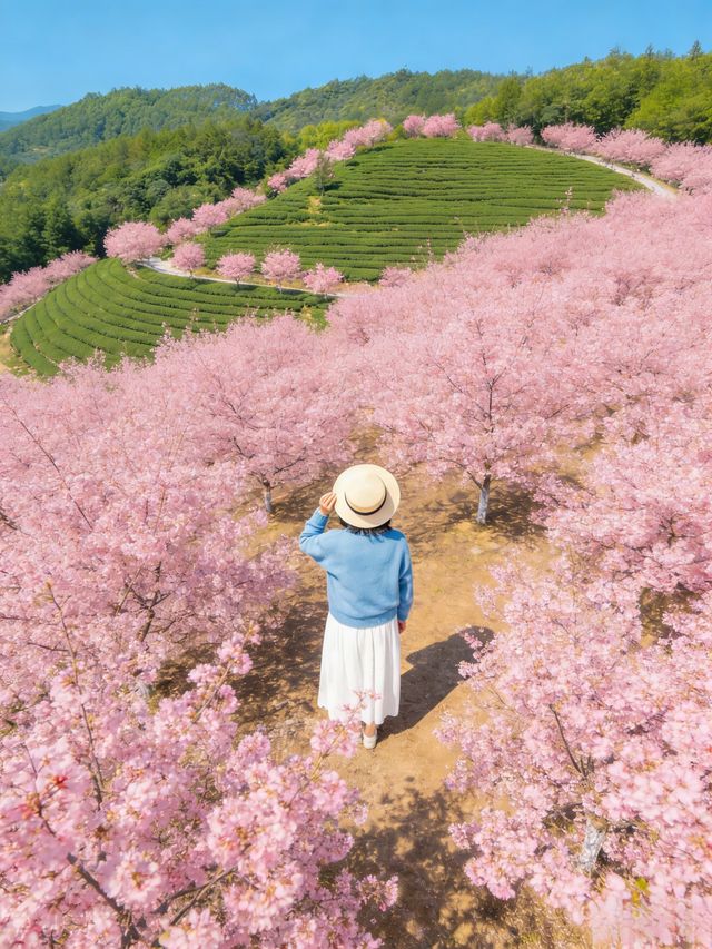 韶關櫻花峪帶你進入粉色世界