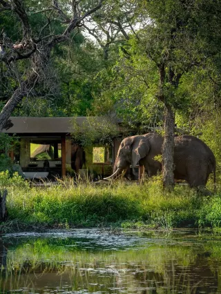 Tanzania Singita｜The Pinnacle of African Luxury Safari