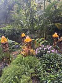 華南植物園拍照吸氧全攻略｜逃離城市計劃來啦