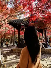 11.29日棲霞山實拍