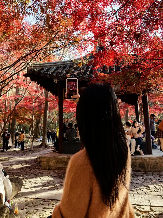 11.29日棲霞山實拍 11.29日棲霞山實拍