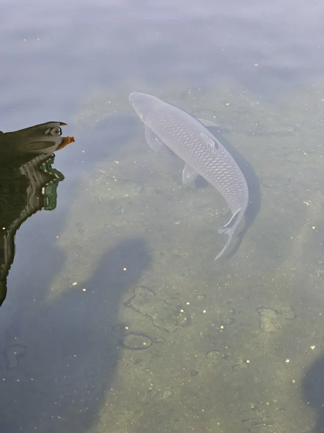 在武漢,週末不知道去哪兒玩,來東湖就對了 在武漢,週末不知道去哪兒玩,來東湖就對了