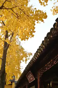 12.3蘇州賞秋實況