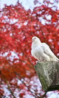 不是蘇州園林，是成都易園