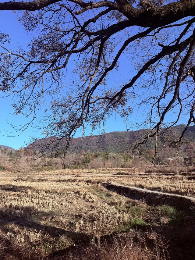 宏村→塔川一日遊