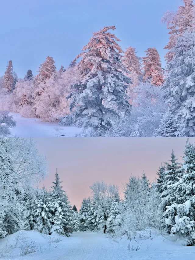 長白山雪嶺聖誕樹林裡的夢幻日落(附攻略) 長白山雪嶺聖誕樹林裡的夢幻日落(附攻略)
