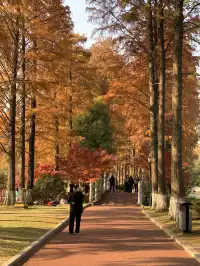 12.1武漢|現實版秋日莫內油畫~地鐵直達