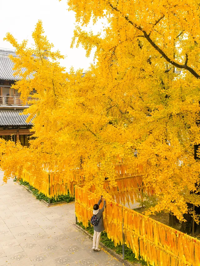 12.5實拍！真如寺銀杏，元代古剎小眾賞秋！