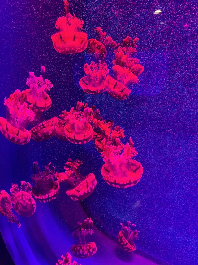 沉浸式墜入深海星穹，治癒與出片雙滿分～