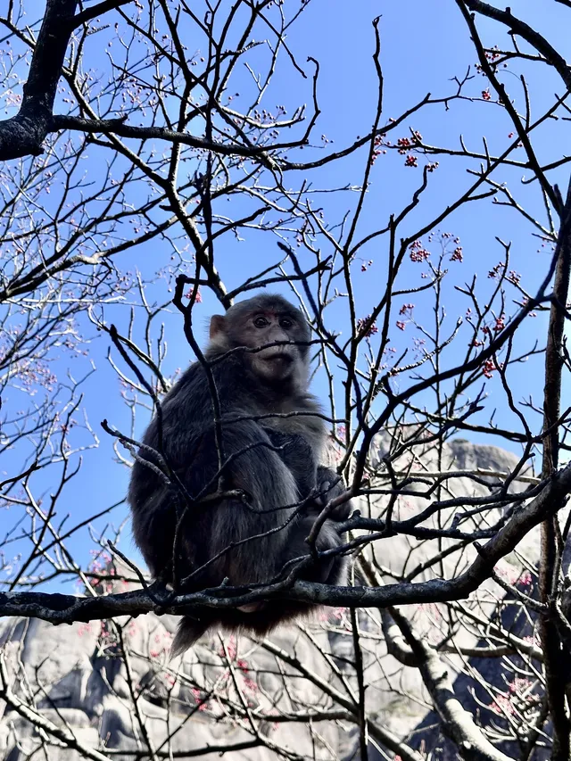 黃山小記 黃山小記