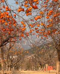 青島:山海間的百年風情,一灣潮起的時光長卷
