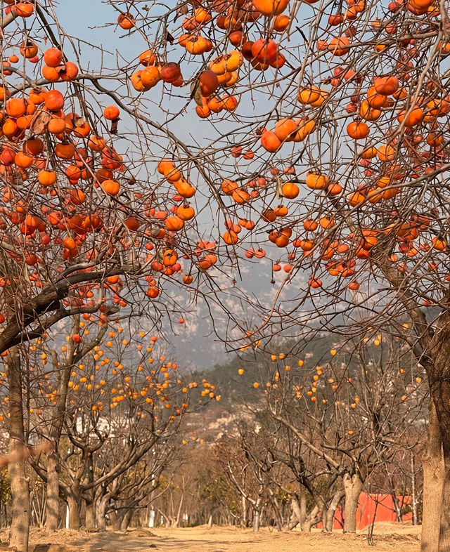 青島:山海間的百年風情,一灣潮起的時光長卷 青島:山海間的百年風情,一灣潮起的時光長卷