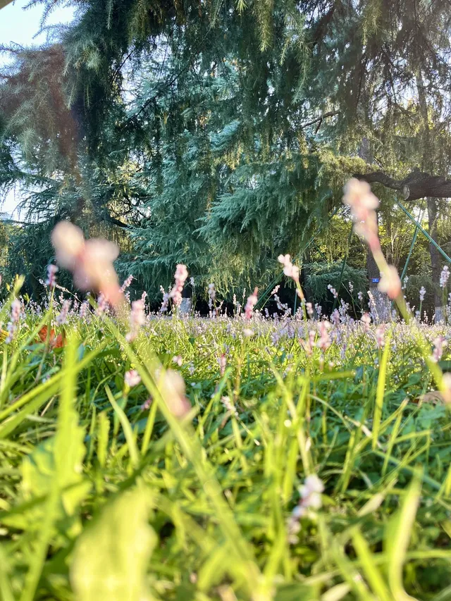 長沙賞秋超全攻略|看萬山紅遍,層林盡染 長沙賞秋超全攻略|看萬山紅遍,層林盡染