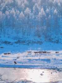 沒踩雷🫡第一次去阿爾山 直接照抄這份攻略