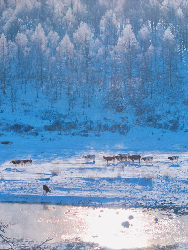 沒踩雷🫡第一次去阿爾山 直接照抄這份攻略 沒踩雷🫡第一次去阿爾山 直接照抄這份攻略
