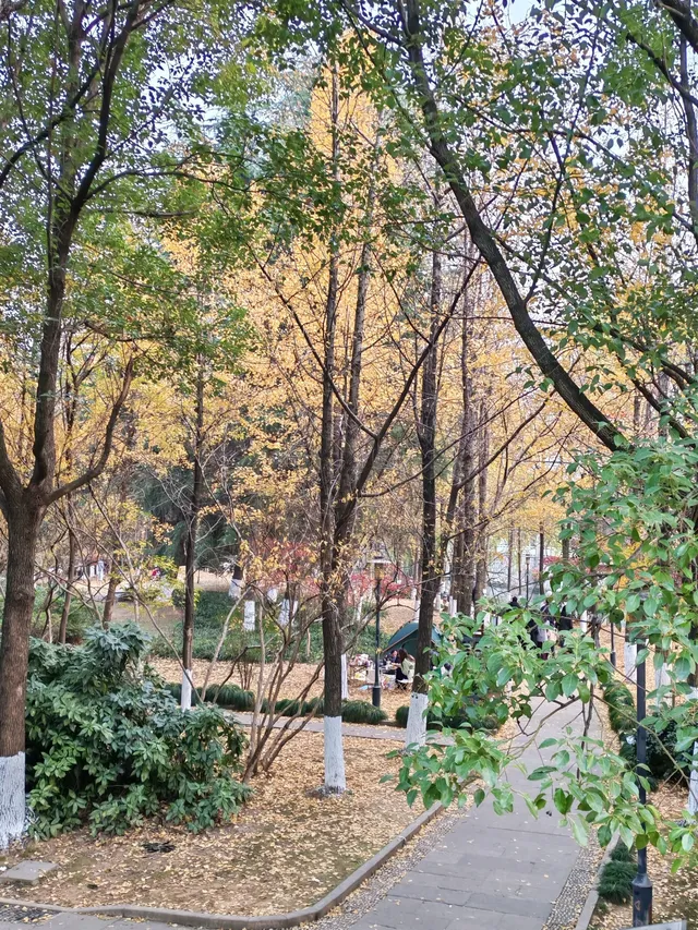 滿城盡飛黃金葉，紹興古城河清園秋色正迷人