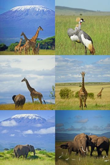 Super lucky! A healing encounter with a family of five giraffes at Kilimanjaro!