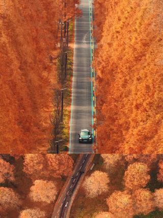 Yancheng Huanghai Forest Park | stunning autumn oil painting scenery