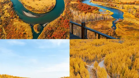 Autumn in Hulunbuir lasts only 20 days—miss it and you'll wait a whole year — traveler post in Genhe