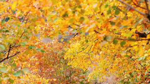 Behold the mountains ablaze with red, the forests dyed in vibrant hues! — traveler post in Beijing
