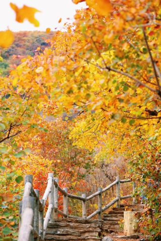 Behold the mountains ablaze with red, the forests dyed in vibrant hues!